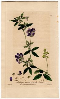 1840ǯ Baxter British Phaenogamous Botany Pl.329 ޥ ޥ䥷° 饵ޥ䥷 MEDICAGO SATIVA