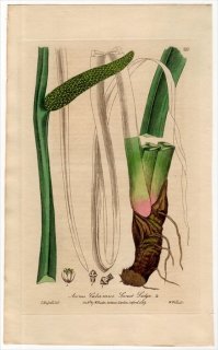1840ǯ Baxter British Phaenogamous Botany Pl.330 祦ֲ 祦° 祦 ACORUS CALAMUS