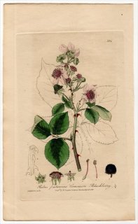 1840ǯ Baxter British Phaenogamous Botany Pl.334 Х ° 襦֥ RUBUS FRUTICOSUS ֥å٥꡼