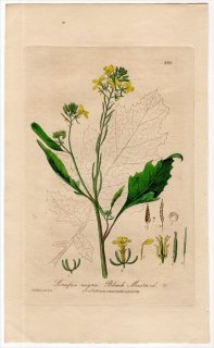 1840ǯ Baxter British Phaenogamous Botany Pl.336 ֥ʲ ֥° 饷 SINAPIS NIGRA