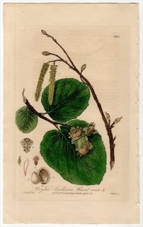 1840ǯ Baxter British Phaenogamous Botany Pl.338 ХΥ ϥХ° 襦ϥХ CORYLUS AVELLANA