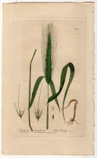 1840ǯ Baxter British Phaenogamous Botany Pl.344 Ͳ ८° ८ HORDEUM MURINUM