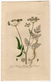 1840ǯ Baxter British Phaenogamous Botany Pl.347  ֥° ֥ TORILIS ANTHRISCUS