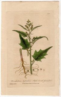 1840ǯ Baxter British Phaenogamous Botany Pl.352 ҥ ° CHENOPODIUM HYBRIDUM