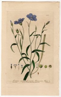 1840ǯ Baxter British Phaenogamous Botany Pl.353 ޲ °  LINUM USITATISSIMUM եå