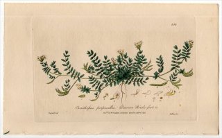 1840ǯ Baxter British Phaenogamous Botany Pl.358 ޥ ĥΥޥ䥷° ҥĥΥޥ䥷 ORNITHOPUS PERPUSILLUS