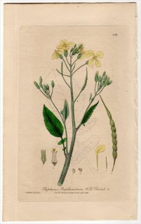 1840年 Baxter British Phaenogamous Botany Pl.359 アブラナ科 ダイコン属 セイヨウノダイコン RAPHANUS RAPHANISTRUM