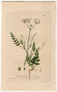 1840年 Baxter British Phaenogamous Botany Pl.360 セリ科 オランダゼリ属 PETROSELINUM SEGETUM