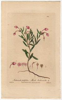 1840年 Baxter British Phaenogamous Botany Pl.361 ツツジ科 ヒメシャクナゲ属 ヒメシャクナゲ ANDROMEDA POLIFOLIA