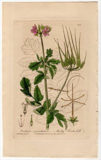 1840ǯ Baxter British Phaenogamous Botany Pl.362 ե ե° 㥳ե ERODIUM MOSCHATUM