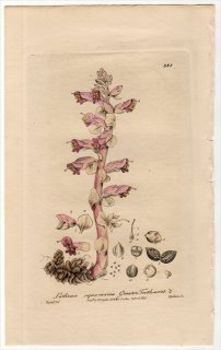 1840年 Baxter British Phaenogamous Botany Pl.365 ハマウツボ科 ヤマウツボ属 LATHRAEA SQUAMARIA