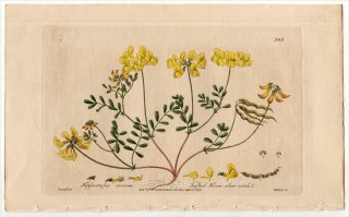1840年 Baxter British Phaenogamous Botany Pl.369 マメ科 ヒッポクレピス属 HIPPOCREPIS COMOSA