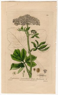 1840年 Baxter British Phaenogamous Botany Pl.370 セリ科 カワラボウフウ属 IMPERATORIA OSTRUTRIUM