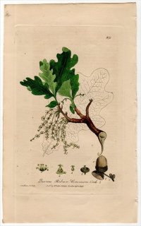 1840年 Baxter British Phaenogamous Botany Pl.371 ブナ科 コナラ属 ヨーロッパナラ QUERCUS ROBUR