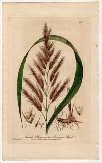 1840年 Baxter British Phaenogamous Botany Pl.372 イネ科 ヨシ属 ヨシ ARUNDO PHRAGMITES