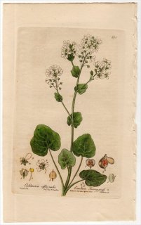 1840ǯ Baxter British Phaenogamous Botany Pl.375 ֥ʲ ȥ⥷꥽° COCHLEARIA OFFICINALIS