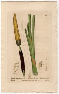 1840ǯ Baxter British Phaenogamous Botany Pl.377 ޲ ° ۥХҥᥬ TYPHA ANGUSTIFOLIA