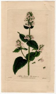 1840年 Baxter British Phaenogamous Botany Pl.378 シソ科 イヌハッカ属 イヌハッカ NEPETA CATARIA