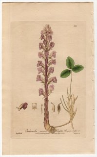 1840ǯ Baxter British Phaenogamous Botany Pl.381 ϥޥĥܲ ϥޥĥ° 䥻ĥ OROBANCHE MINOR