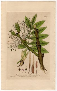 1840ǯ Baxter British Phaenogamous Botany Pl.382 ⥯ ȥͥꥳ° 襦ȥͥꥳ FRAXINUS EXCELSIOR