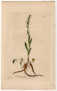1840年 Baxter British Phaenogamous Botany Pl.387 ラン科 プセウドルキス属 PERISTYLUS ALBIDUS