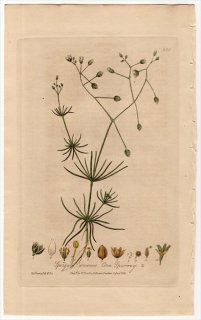 1840年 Baxter British Phaenogamous Botany Pl.388 ナデシコ科 オオツメクサ属 オオツメクサ SPERGULA ARVENSIS