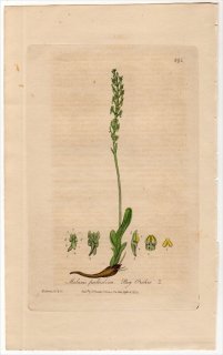 1840年 Baxter British Phaenogamous Botany Pl.394 ラン科 ヤチラン属 ヤチラン MALAXIS PALUDOSA