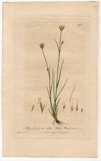 1840年 Baxter British Phaenogamous Botany Pl.396 カヤツリグサ科 ミカヅキグサ属 ミカヅキグサ RHYNCHOSPORA ALBA