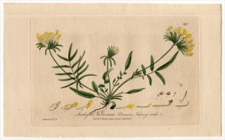 1840年 Baxter British Phaenogamous Botany Pl.397 マメ科 アンティリス属 クマノアシツメクサ ANTHYLLIS VULNERARIA