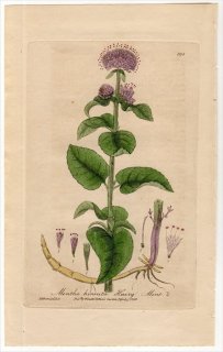1840年 Baxter British Phaenogamous Botany Pl.398 シソ科 ハッカ属 ウォーターミント MENTHA HIRSUTA