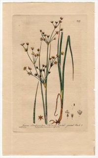 1840ǯ Baxter British Phaenogamous Botany Pl.399  ° JUNCUS LAMPOCARPUS