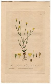 1840年 Baxter British Phaenogamous Botany Pl.400 リンドウ科 キケンディア属 EXACUM FILIFORME