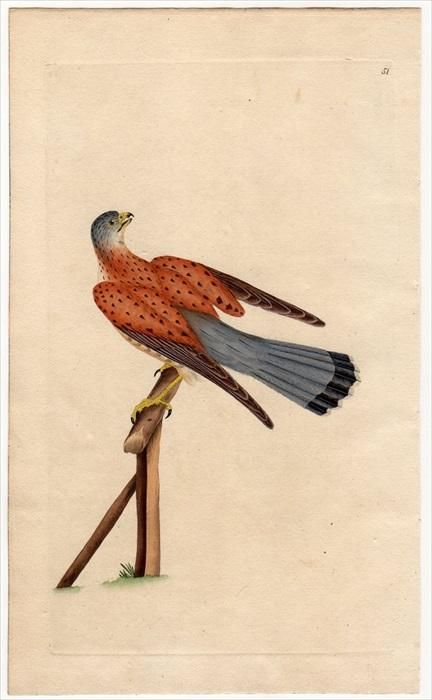 Anton Znaniecki ハヤブサ Falcon 絵画 Anton Znaniecki ハヤブサ Falcon 絵画 Anton Znaniecki ハヤブサ