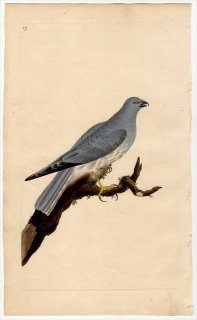 1796年 Donovan 英国鳥類史 初版 Pl.59 タカ科 チュウヒ属 ハイイロチュウヒ FALCO CYANEUS