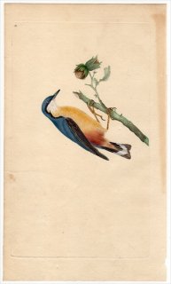 1797年 Donovan 英国鳥類史 初版 Pl.81 ゴジュウカラ科 ゴジュウカラ属 ゴジュウカラ SITTA EUROPAEA