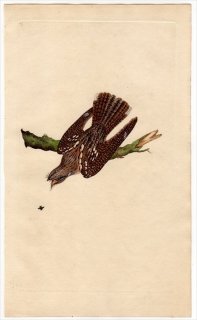 1796年 Donovan 英国鳥類史 初版 Pl.67 ヨタカ科 ヨタカ属 ヨーロッパヨタカ CAPRIMULGUS EUROPAEUS