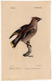 1820年 Temminck 鳥類学マニュアル レンジャク科 レンジャク属 キレンジャク Bombycivoia garrula