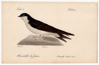 1820年 Temminck 鳥類学マニュアル ツバメ科 イワツバメ属 ニシイワツバメ Hirundo urbica