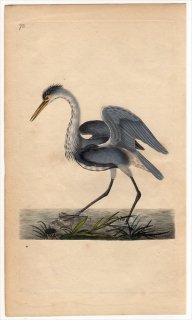 1797ǯ Donovan ѹĻ  Pl.73  °  ARDEA CINEREA