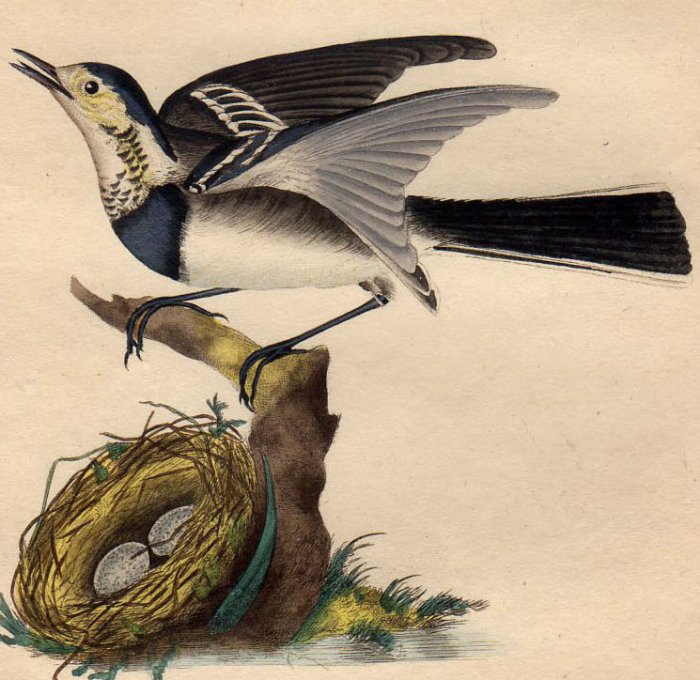 1794年 Donovan 英国鳥類史 初版 Pl.5 セキレイ科 セキレイ属 タイリクハクセキレイ MOTACILLA ALBA - アンティークプリント  博物画 ボタニカルアートの通販サイト Spirito di Artigiano