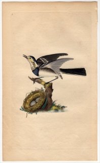 1794年 Donovan 英国鳥類史 初版 Pl.5 セキレイ科 セキレイ属 タイリクハクセキレイ MOTACILLA ALBA