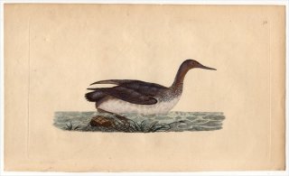 1797年 Donovan 英国鳥類史 初版 Pl.78 アビ科 アビ属 アビ COLYMBUS SEPTENTRIONALIS