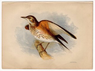 1852年 Pratt Our Native Songsters ツグミ科 ツグミ属 ワキアカツグミ Redwing