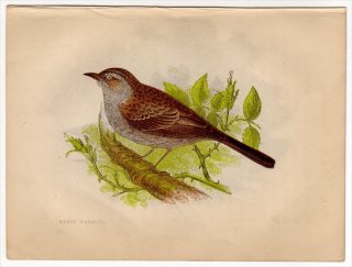 1852年 Pratt Our Native Songsters イワヒバリ科 カヤクグリ属 ヨーロッパカヤクグリ Hedge Warbler