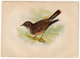 1852ǯ Pratt Our Native Songsters ҥХ ҥХ° ҥХ Alpine Accentor