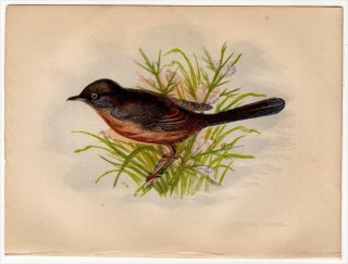 1852ǯ Pratt Our Native Songsters ޥʥ ॷ° ʥॷ Dartford Warbler