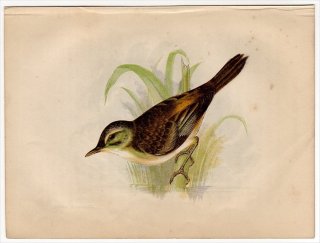 1852年 Pratt Our Native Songsters ヨシキリ科 ヨシキリ属 スゲヨシキリ Sedge Warbler