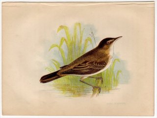 1852年 Pratt Our Native Songsters ヨシキリ科 ヨシキリ属 ヨーロッパヨシキリ Reed Warbler