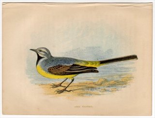 1852ǯ Pratt Our Native Songsters 쥤 쥤° 쥤 Grey Wagtail
