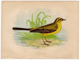 1852年 Pratt Our Native Songsters セキレイ科 セキレイ属 ツメナガセキレイ Yellow Wagtail